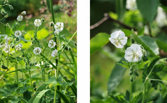 bunddække hvide blomster bunddække hvide blomster